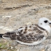 gull_swallowtailed_spz_h_0082_ecu1779.jpg